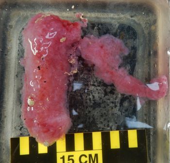 Media type: image;   Invertebrate Zoology 151069